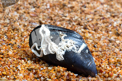 Image of Shells of mussel on sand