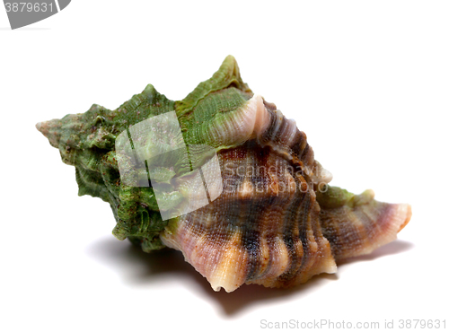 Image of Wet seashell on white