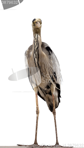 Image of Grey heron (Ardea cinerea)