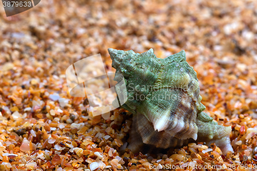 Image of Wet seashell on sand