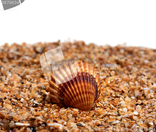 Image of Seashell on sand