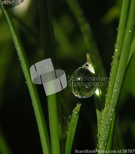 Image of a dew drop