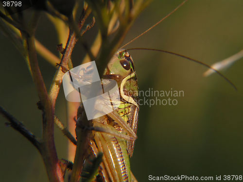 Image of a grasshopper