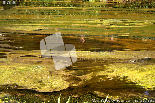 Image of green brown bog