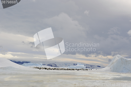 Image of Emperor Penguins with chick