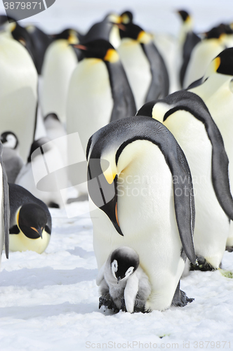 Image of Emperor Penguins with chick