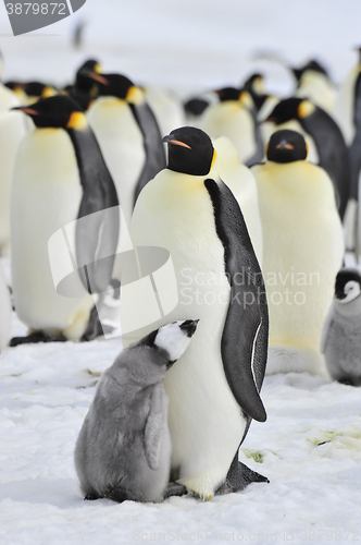 Image of Emperor Penguins with chick