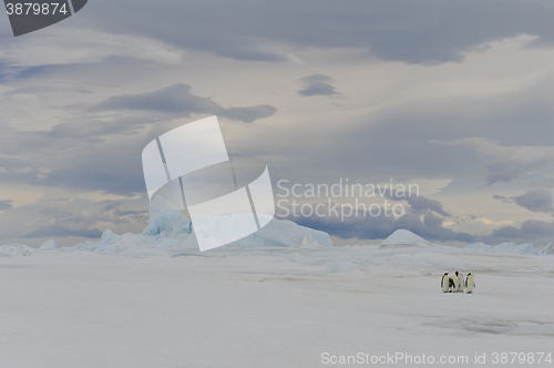 Image of Emperor Penguins with chick