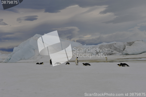 Image of Emperor Penguins with chick