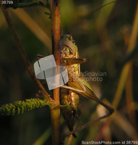 Image of a grasshopper