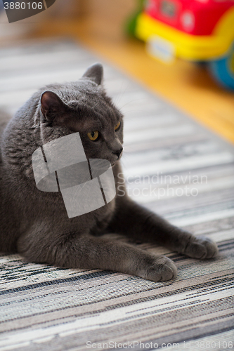 Image of close up of british shorthair cat at home