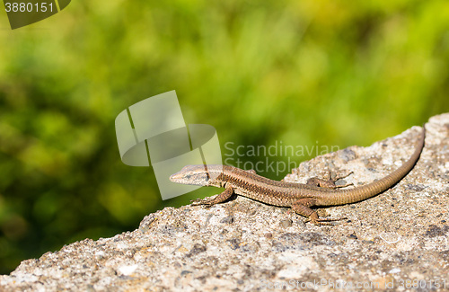 Image of Madeiran wall lizard