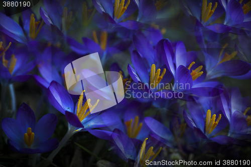 Image of blue crocus