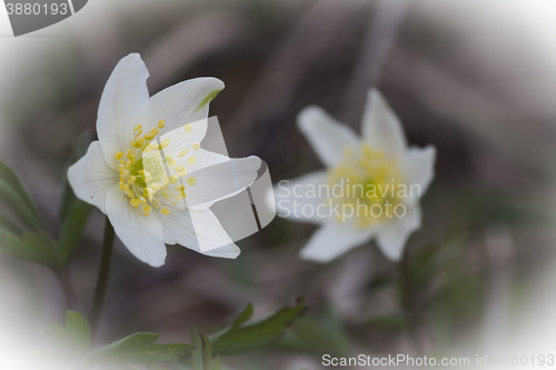 Image of wood anemones
