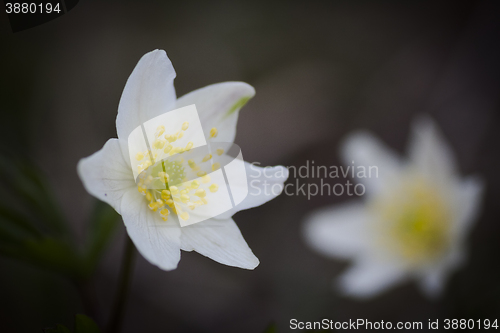 Image of anemone nemorosa