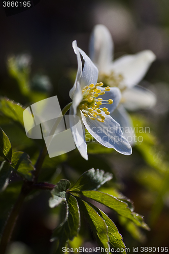 Image of wood anemones