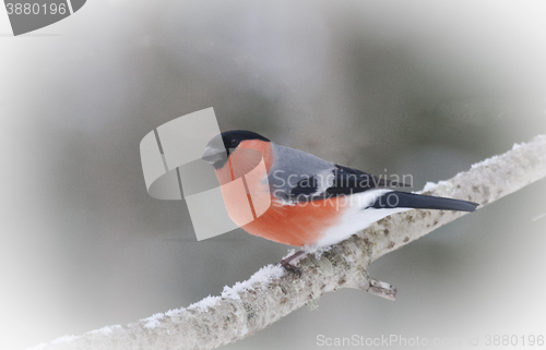 Image of bullfinch