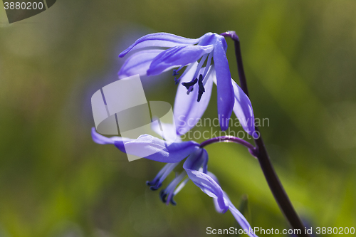 Image of scilla