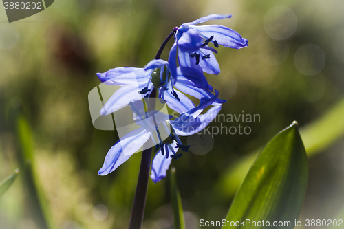 Image of blue scilla