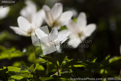 Image of wood anemones