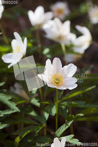 Image of wood anemones