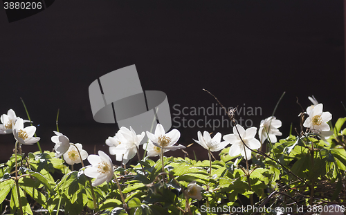 Image of wood anemones