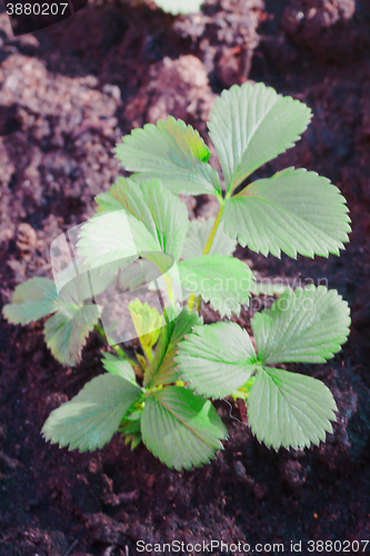 Image of strawberry plant