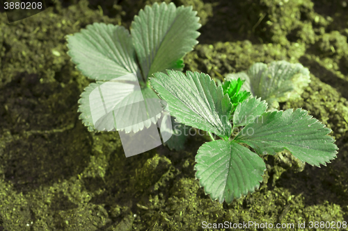 Image of strawberry plant