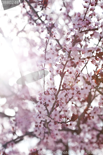Image of spring cherry blossoms