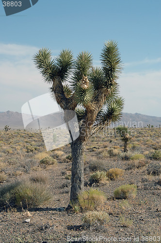 Image of Joshua tree