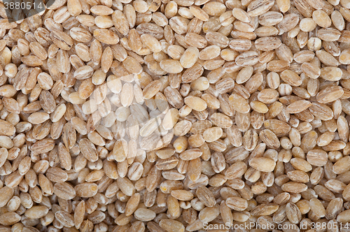 Image of organic barley grains