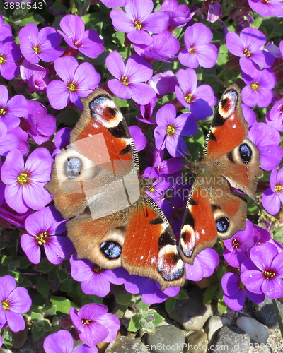 Image of Peacock butterfly