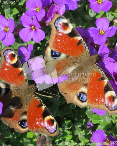 Image of Peacock butterfly