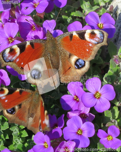 Image of Peacock butterfly