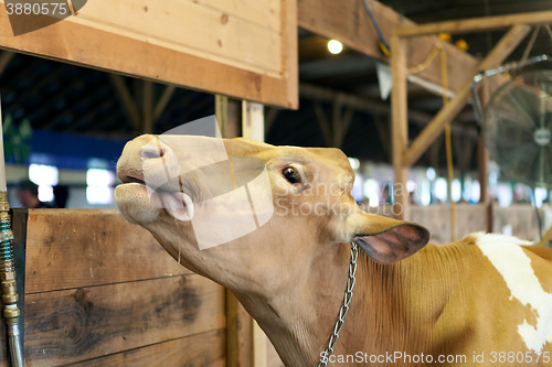 Image of Cow Sticking Out Tongue