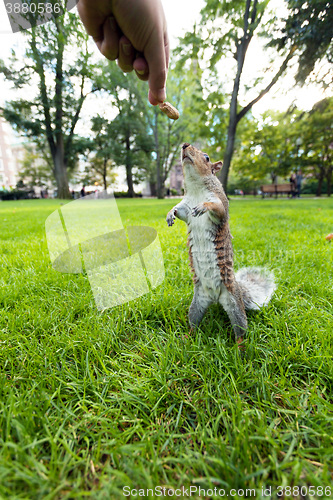 Image of Feeding Wild Squirrel a Peanut