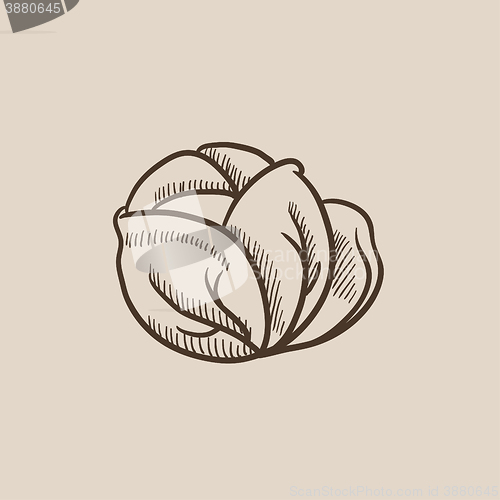 Image of Cabbage sketch icon.