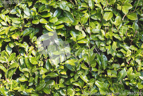 Image of Background with rhododendrons leaves