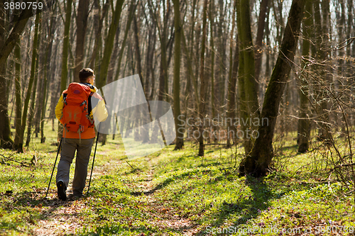 Image of Male hiker looking to the side walking in forest