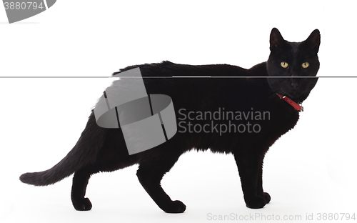 Image of Black Cat standing and looking at the camera