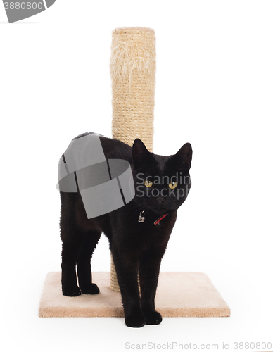 Image of Black cat with a scratching post 