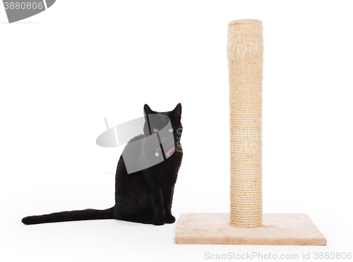 Image of Black cat with a scratching post 