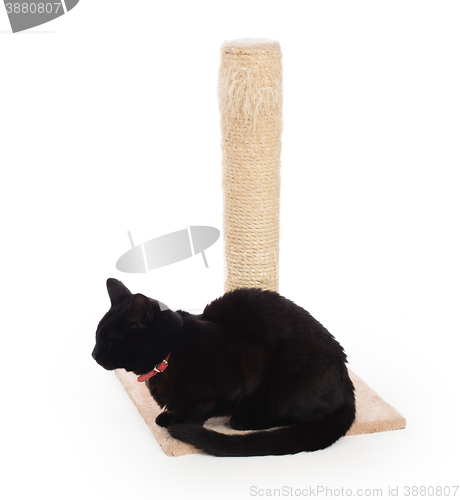 Image of Black cat with a scratching post 