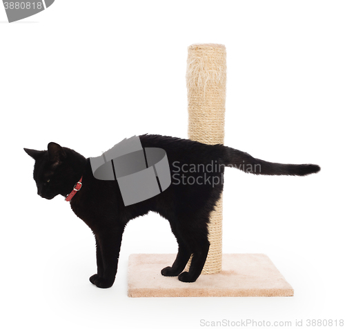 Image of Black cat with a scratching post 