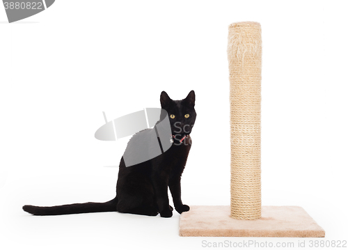 Image of Black cat with a scratching post 