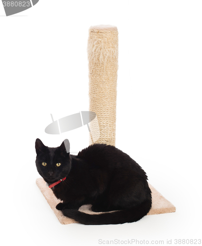 Image of Black cat with a scratching post 