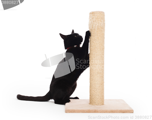 Image of Black cat with a scratching post 