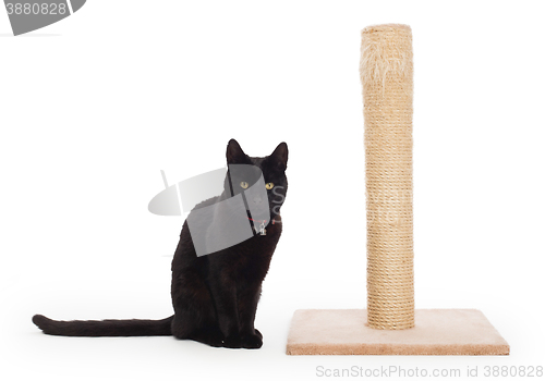 Image of Black cat with a scratching post 