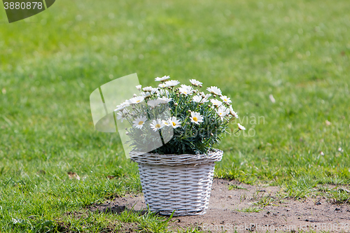 Image of Bouquet of daisy flowers in a basket