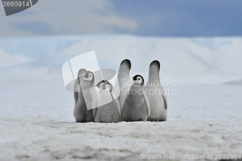 Image of Emperor Penguins  chicks